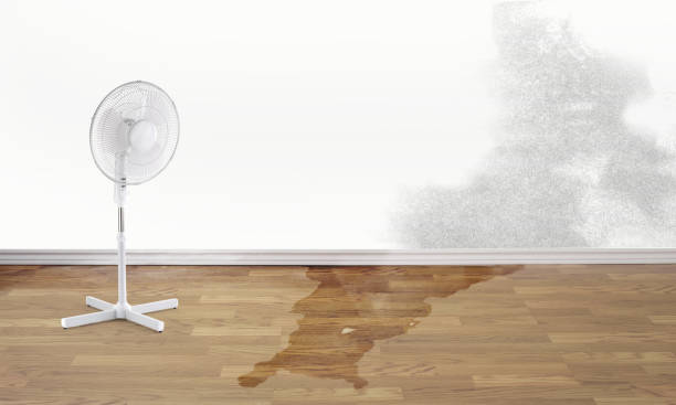 Best Local water damage restoration  in Newcastle, WA